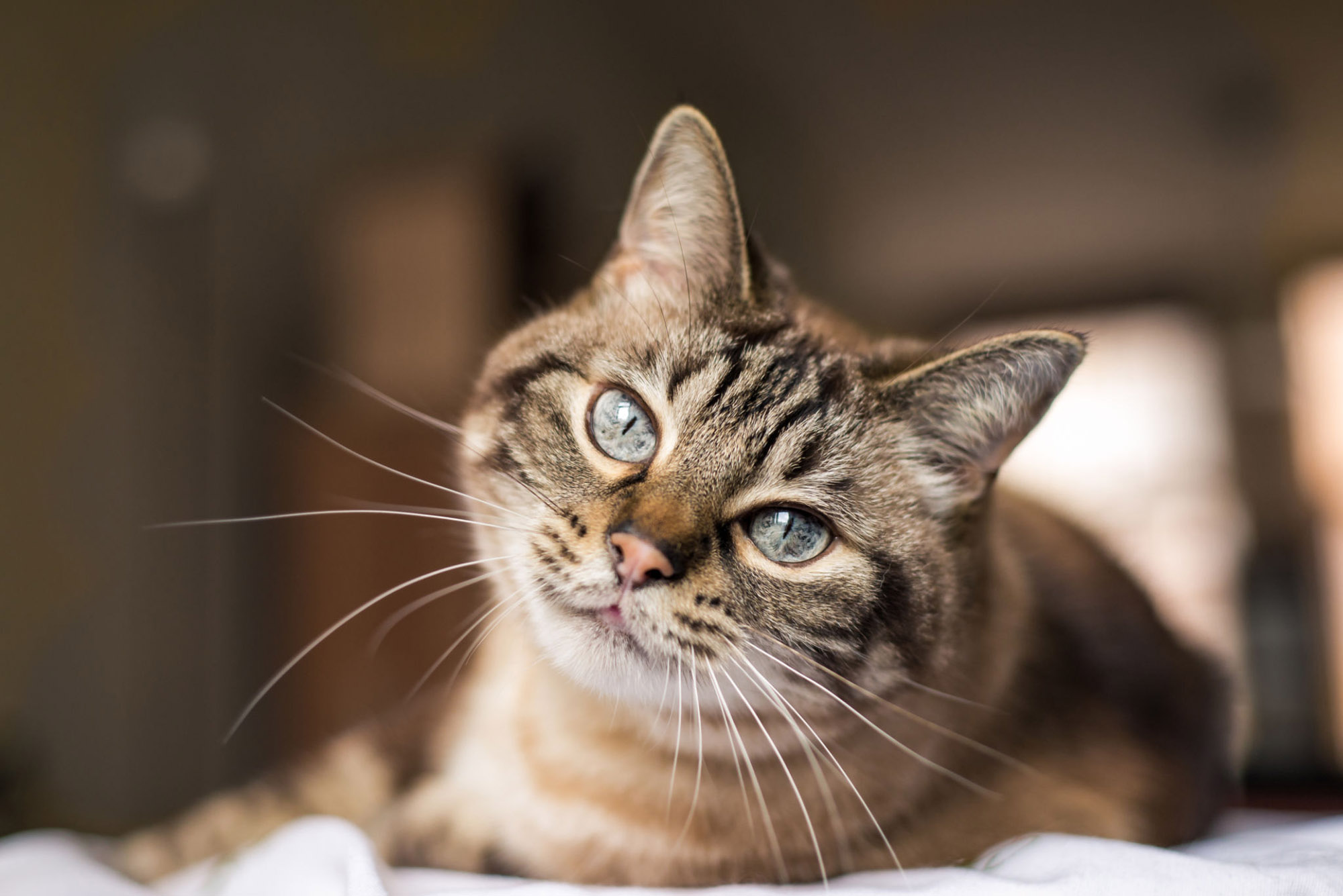 Katze schaut in Kamera