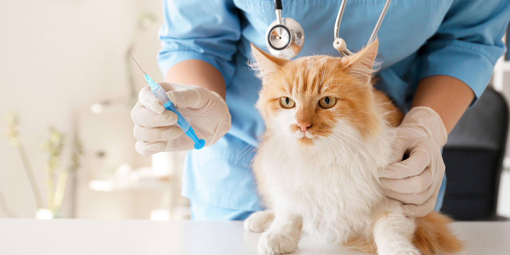 Katze wird beim Tierarzt geimpft